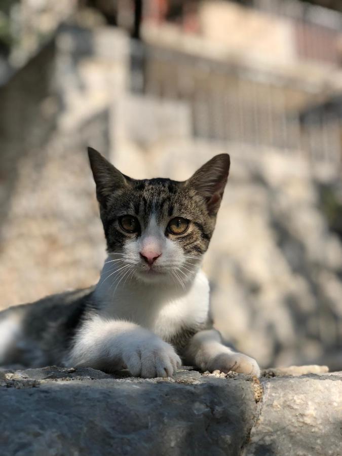 Vila Luka สลาโน ภายนอก รูปภาพ